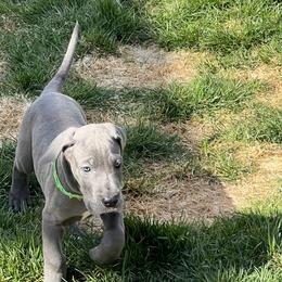 Great Dane Puppies from Cable Creek Danes
