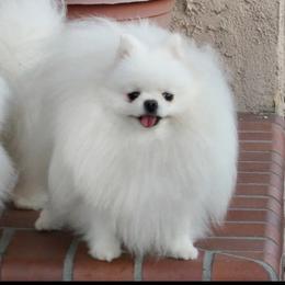 Reyna camilla - Pomeranian