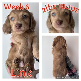 Link - Dapple Dachshund puppy in Michigan from M.H.P Dachshunds