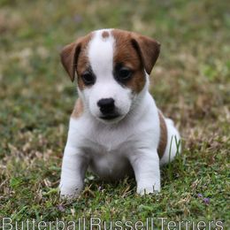 Andy - White and tan male Russell Terrier puppy in Citra, Florida from Butterball Kennel