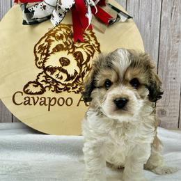Oliver - Tri-color male Cavapoo puppy in Lancaster, Missouri from Cavapoo Acres