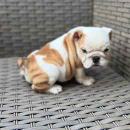 Lola - Fawn and white female Bulldog puppy in Cumming, Georgia from Happy Place Kennels
