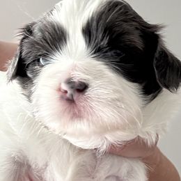 River - Blue and white male Shih Tzu puppy in Ridgecrest, California from Love4Shihtzu