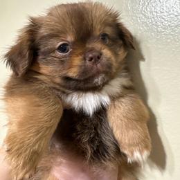 Benji - Tricolor male Shih Tzu puppy in Azusa, California from RJ Shih Tzu lover