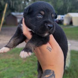 Bandit AKC - Black tri-color male Australian Shepherd puppy in Polk City, Florida from Skaky Shepherds