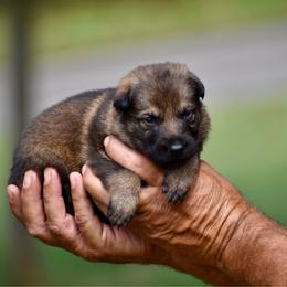 Purple - Sable female German Shepherd puppy in Cherryville, North Carolina from Masky Kennel