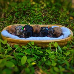 Companion Cross, Mal-Shi, Maltese, Maltipoo, Morkie, and Shih Tzu Puppies from Seeking Shalom Acres Maltese, Maltipoos & Havamalts