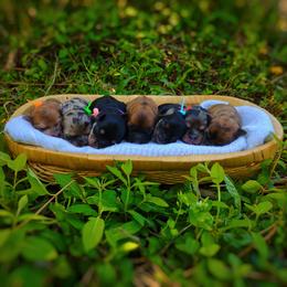 Companion Cross, Mal-Shi, Maltese, Maltipoo, Morkie, and Shih Tzu Puppies from Seeking Shalom Acres Maltese, Maltipoos & Havamalts