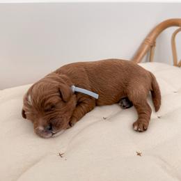 Biscuit - Red male Cavapoo puppy in Apache Junction, Arizona from Coffey House Doodles