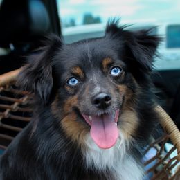 Mealoaf - Toy Australian Shepherd