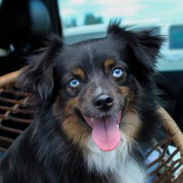 Mealoaf - Toy Australian Shepherd