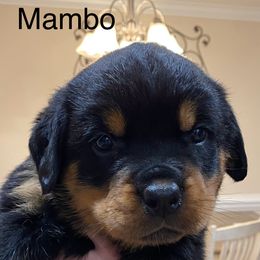 Rottweiler Puppies from CenturionOne LLC