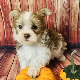 Neo - Parti male Yorkshire Terrier puppy in Mankato, Minnesota from Niko Terriers