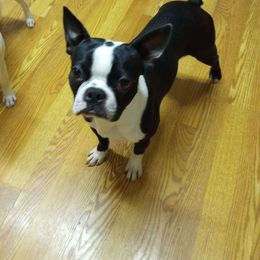 Boba - Boston Terrier