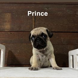 Prince - Fawn male Pug puppy in Saint Joe, Indiana from Eva's Pugs