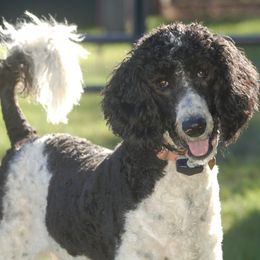 Goldendoodle puppies from Top of the Hill Doodles