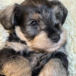 Noelle - Salt and pepper female Miniature Schnauzer puppy in Bullard, Texas from Black Gold Miniature Schnauzers