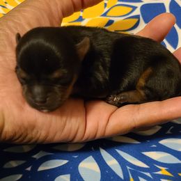 Yorkshire Terrier Puppies from Empress Kiss Yorkies