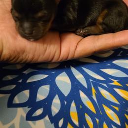 Yorkshire Terrier Puppies from Empress Kiss Yorkies