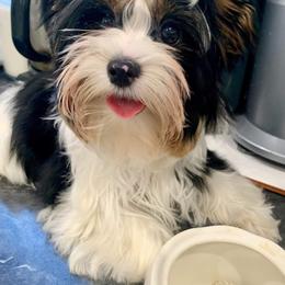 Bonita - Biewer Terrier