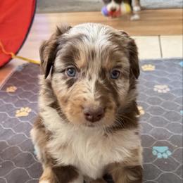 Genesis - Red merle male Australian Shepherd puppy in Litchfield, New Hampshire from Aussies Edge Farm