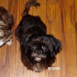 Shih Tzu Puppies from Diamond Mountain Shih Tzus