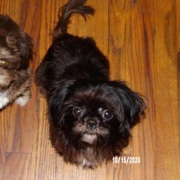 Shih Tzu Puppies from Diamond Mountain Shih Tzus