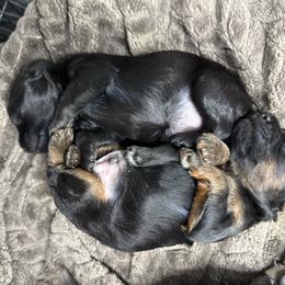 Dolly - Black and white female Aussiedoodle puppy in Science Hill, Kentucky from Southern Paws Kennels