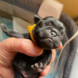 Yellow boy 3 - Black male Pug puppy in Onalaska, Washington from Cupid’s Pugs