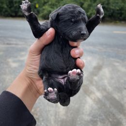 Poodle Puppies from Fluffy Doodle Farms