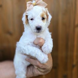 Shelly - Apricot female Goldendoodle puppy in Leander, Texas from Doodle Doula