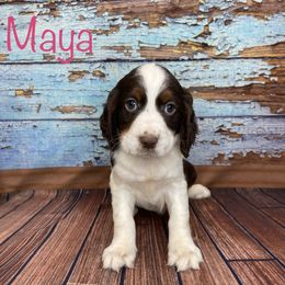 Maya - English Springer Spaniel puppy in Pine Island, Minnesota from Country Breeze Springer Spaniels