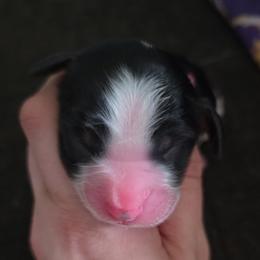 Girl 2 - Black and white female English Springer Spaniel puppy in Crockett, Texas from Obsidian Rose