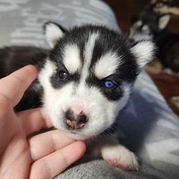 Autumn - Black and white female Siberian Husky puppy in Louisville, Kentucky from Xavier's Home for Gifted Huskies
