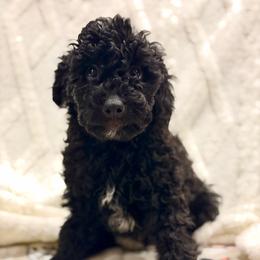 Charlie - Black and white male Aussiedoodle puppy in North Olmsted, Ohio from Iron Doodles