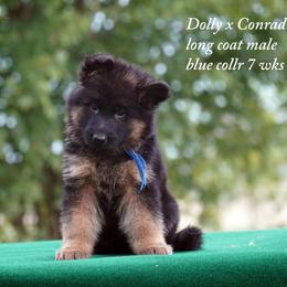 Blue collar m Dolly and Conrad litter - Black and red male German Shepherd puppy in Chrisney, Indiana from Indiana German Shepherds