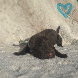 Teal Collar Female - Chocolate female Labrador Retriever puppy in Kissimmee, Florida from SunState Labs