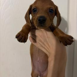 Cashew - Red female Dachshund puppy in Conroe, Texas from R&M Dachshunds