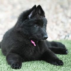 Belgian Sheepdogs from Nancy's Belgian Sheepdogs