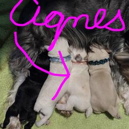 Agnes (Aggie) - White female Miniature Schnauzer puppy in Carriere, Mississippi from Pea Patch Schnauzers