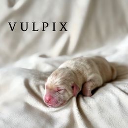 Vulpix - Yellow female Dilute Retriever puppy in Susanville, California from Bitterbrush Farm & Apiary