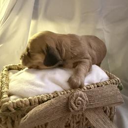 Maggie - Chocolate and tan female Dachshund puppy in Brockport, New York from Ryans Nursery/Ryan's Dachshunds