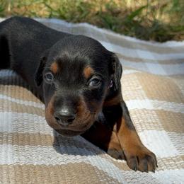 Avery - Black and rust female Doberman Pinscher puppy in Toney, Alabama from Bhon Mhuir Dobermanns