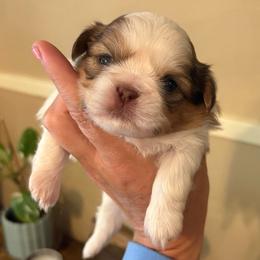 Nova - Liver and white female Shih Tzu puppy in Clifton, Texas from 5Z Shih Tzu Squad