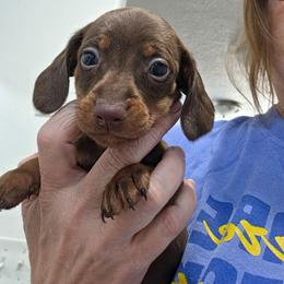 Zephyr - Chocolate and tan male Dachshund puppy in Willard, Utah from Simply Sharing Love