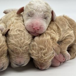 Poodle Puppies from Forest City Standard Poodles