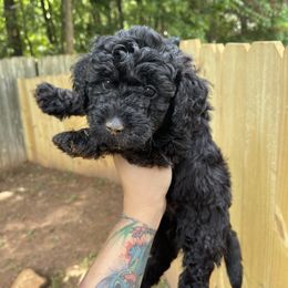 Goldendoodle Puppies from DeBerrys Doodles