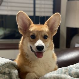 Pac-Man - Pembroke Welsh Corgi