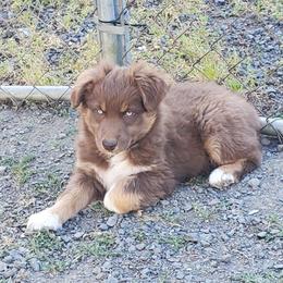 Daisy - Red & white female Australian Shepherd puppy in Cottage Grove, Oregon from Farmstead Aussies