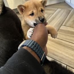 Shiba Inu Puppies from NJ Shiba Baby